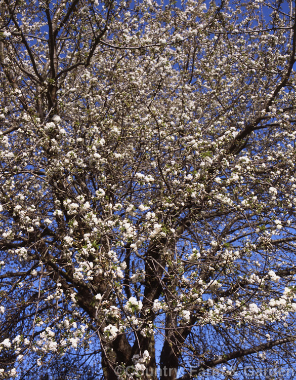 Double-flowered Bird. Cherry or Mazzard (<i>Prunus avium 'Plena' [syns 'Multiplex', 'Grandiflora']), a double-flowered form of a 20m tall deciduous tree found from Europe to western Siberia. Order: Rosales, Family: Rosaceae