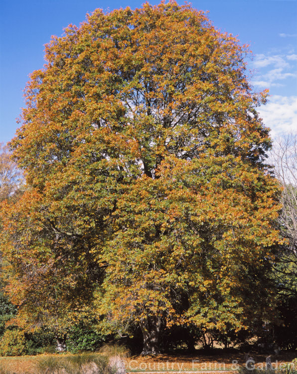 Pin Oak (<i>Quercus palustris</i>) in autumn. This 20-35m tall deciduous tree native to northeast. North America often colours brilliantly in autumn. Order: Fagales, Family: Fagaceae