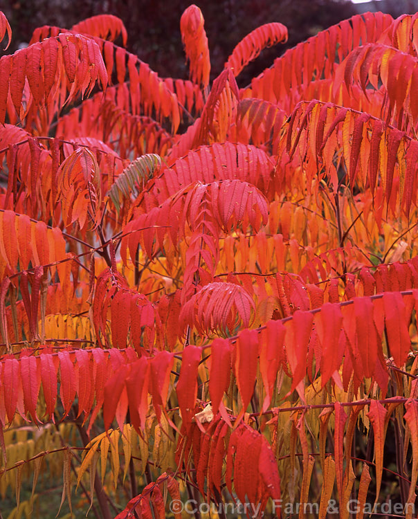 Stag's Horn. Sumach (<i>Rhus typhina</i>) in autumn. This deciduous shrub or small tree is native to temperate eastern North America. It is known for its autumn foliage and velvety red fruit. rhus-2719htm'>Rhus. <a href='anacardiaceae-plant-family-photoshtml'>Anacardiaceae</a>.
