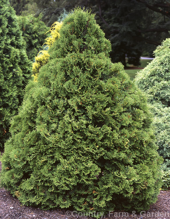 Thuja occidentalis 'Holmstrup', a Danish-raised, pyramidal, 5-8m high, Red Cedar cultivar with bright green foliage that develops slightly bronze tones in winter. Order: Pinales, Family: Cupressaceae