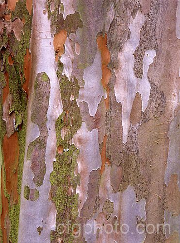 The distinctive and beautifully marked bark of the Japanese Stewartia (<i>Stewartia pseudocamellia</i>), a spring-flowering, deciduous, Japanese shrub or tree that can grow to 20m tall but which is usually far smaller in cultivation. Order: Ericales, Family: Theaceae