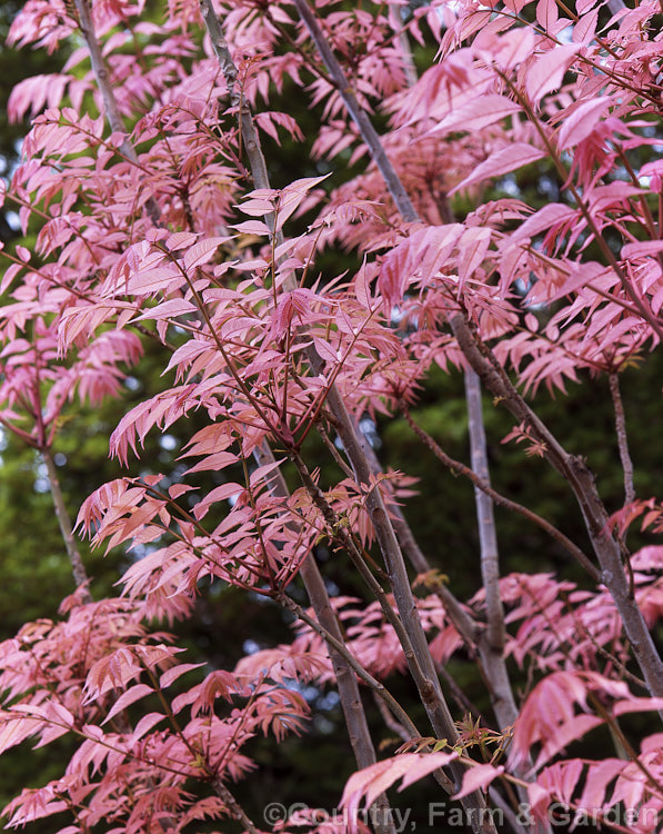 Toona sinensis 'Flamingo' (syn. Cedrela sinensis 'Flamingo'), a deciduous. Chinese tree with bright pink spring foliage. This cultivar has a creamy yellow phase between the pink spring and the green summer leaves. Order: Sapindales, Family: Meliaceae