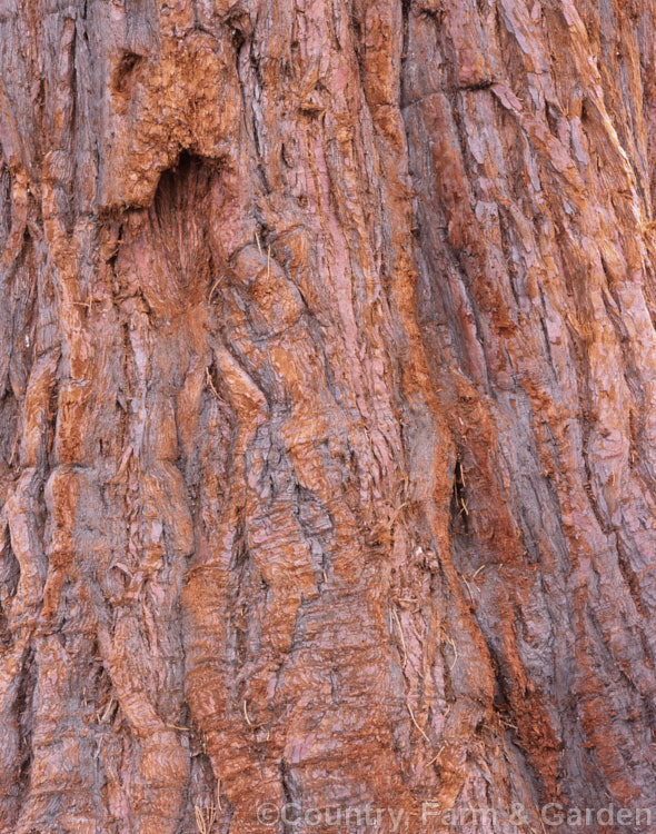 The soft, spongy bark of Giant Sequoia, Big. Tree or Sierra Redwood (<i>Sequoiadendron giganteum</i>), the world's largest tree by volume, this Californian conifer is capable of reaching nearly 100m tall sequoiadendron-2495htm'>Sequoiadendron. Order: Pinales, Family: Cupressaceae