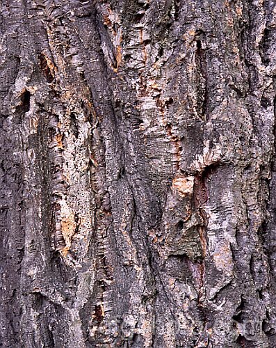The bark of the Cork. Oak (<i>Quercus suber</i>), a 20-25m tall evergreen oak native to southern Europe and North Africa. Its bark is the source of natural cork. Order: Fagales, Family: Fagaceae