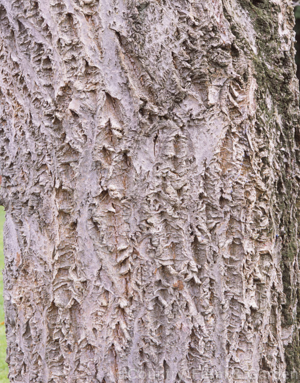 The bark of the Amur Cork Tree (<i>Phellodendron amurense</i>). This 15m tall deciduous tree is native to northern China and Manchuria and has pinnate foliage is up to 35cm long. Order: Sapindales, Family: Rutaceae