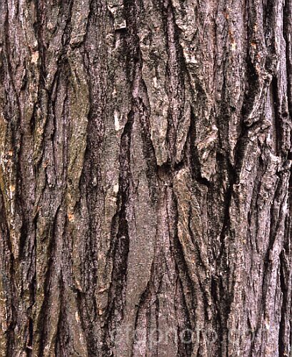 Bark of the Red or Slippery. Elm (<i>Ulmus rubra [syn. Ulmus fulva]), a 20m tall round-headed deciduous tree native to the central and southern United States. Its young foliage often has red tints and a covering of fine hairs. Order: Rosales, Family: Ulmaceae
