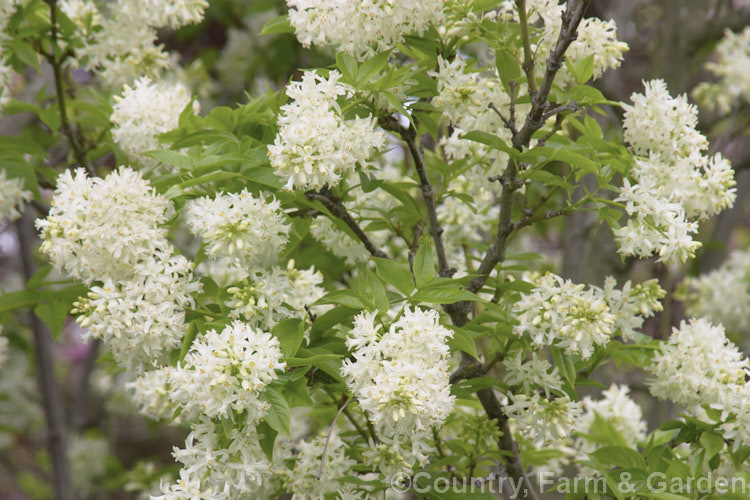 Bladdernut (<i>Staphylea pinnata</i>), a deciduous shrub up to 5m tall native to Europe and western Asia. Its clusters of white flowers open in spring and are followed by papery fruit capsules up to 3cm wide. Order: Crossosomatales, Family: Staphyleaceae