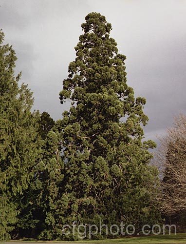 Giant Sequoia, Big. Tree or Sierra Redwood (<i>Sequoiadendron giganteum</i>), the world's largest tree by volume, this Californian conifer is capable of reaching nearly 100m tall sequoiadendron-2495htm'>Sequoiadendron. Order: Pinales, Family: Cupressaceae