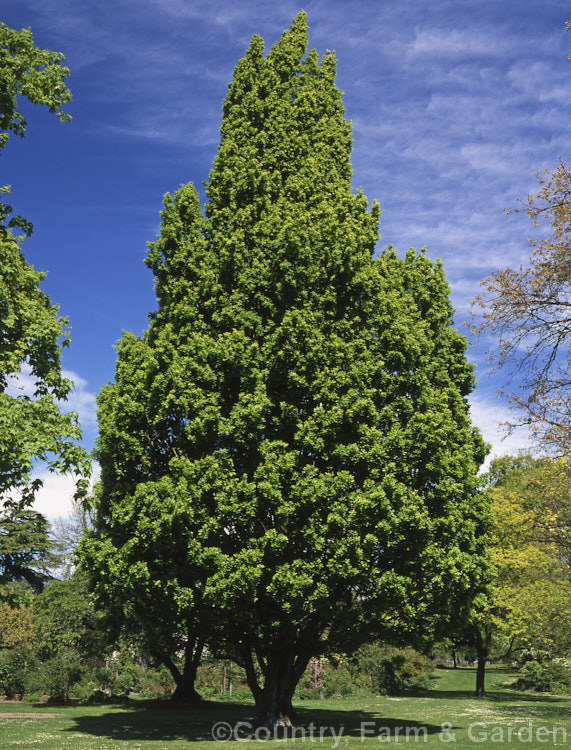 The upright columnar form of the English Oak (<i>Quercus robur 'Fastigiata'). This form resembles a Lombardy. Poplar in its general growth habit but is easily differentiated when the foliage is examined