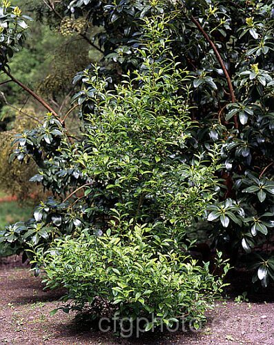 Sinojackia rehderiana, a small deciduous tree of the Styrax family. Native to China, it bears open racemes of small white flowers in spring. The leaves have finely serrated edges. sinojackia-3312htm'>Sinojackia. <a href='styracaceae-plant-family-photoshtml'>Styracaceae</a>.