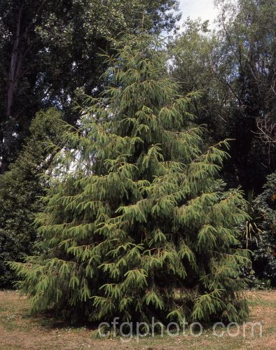 Sargent. Spruce (<i>Picea brachytyla</i>), this 40m tall conifer has a slightly weeping habit, dense branches and light green foliage. It is native to temperate Asia. picea-2080htm'>Picea. <a href='pinaceae-plant-family-photoshtml'>Pinaceae</a>.