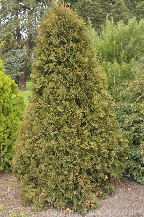 Thuja occidentalis 'Fastigiata', a columnar to pyramidal cultivar of an eastern North American coniferous tree 'Fastigiata' grows to around 7m tall, is among the most widely planted. Thuja cultivars and is often used as hedging or for lining drives and walks. Order: Pinales, Family: Cupressaceae
