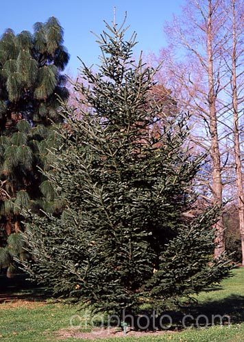 Moroccan Fir <i>Abies pinsapo</i> var. <i>marocana</i> (syn. <i>Abies marocana</i>). This Moroccan variety of the Spanish Fir has very fine needles that are more symmetrically arranged than those of the species. Order: Pinales, Family: Pinaceae