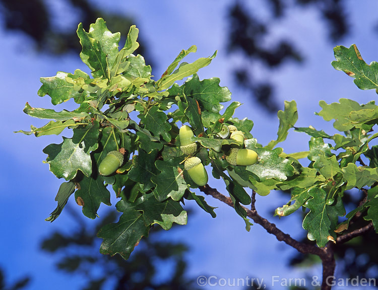 Maturing acorns of the English Oak (<i>Quercus robur</i>), a large, round-headed deciduous tree found from Britain to western Russia. It lives to a great age and can reach 40m tall, though 20-35m is more common. Order: Fagales, Family: Fagaceae