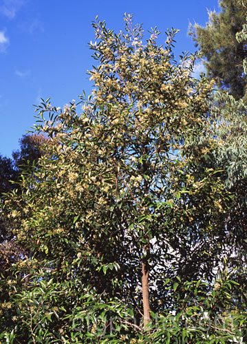 Scrub. Beefwood (<i>Stenocarpus salignus</i>), a spring- to summer-flowering, 20-30m tall, evergreen tree native to eastern Australia. stenocarpus-2527htm'>Stenocarpus.