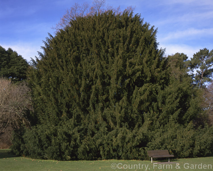 Yew (<i>Taxus baccata</i>), this very tough and widely cultivated Eurasian conifer occurs in many cultivated forms but in the wild is usually seen as a multi-branched dome-shaped tree around 15-20m tall Order: Pinales, Family: Taxaceae