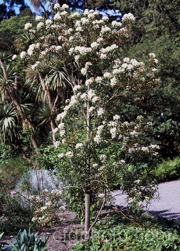 Dorrigo. Pepper (<i>Tasmannia stipitata</i>), an evergreen, spring-flowering small tree native to southeastern Australia. Its foliage has a peppery flavour and has culinary uses. tasmannia-3349htm'>Tasmannia. <a href='winteraceae-plant-family-photoshtml'>Winteraceae</a>.