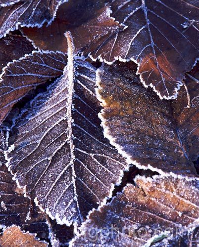 Frosted fallen leaves of the English Elm (<i>Ulmus procera</i>), a broad, wide-spreading deciduous tree up to 35m tall Now rare in its native Britain due to Dutch. Elm. Disease. Order: Rosales, Family: Ulmaceae