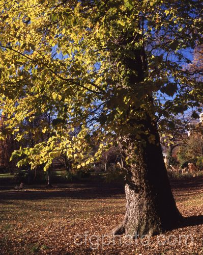 The English Elm (<i>Ulmus procera</i>) in autumn. This broad, wide-spreading deciduous tree up to 35m tall is now rare in its native Britain due to Dutch. Elm. Disease. Order: Rosales, Family: Ulmaceae
