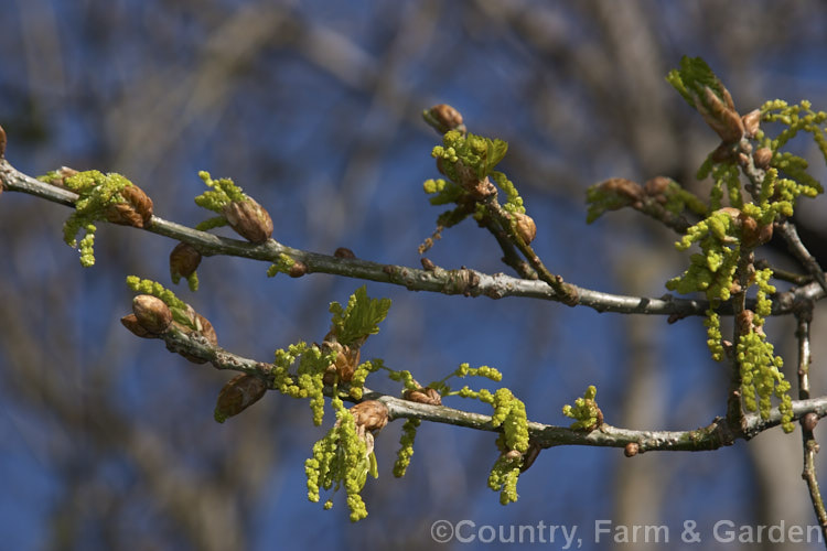 Newly opened spring flowers and foliage of the English Oak (<i>Quercus robur</i>), a large, round-headed deciduous tree found from Britain to western Russia. It lives to a great age and can reach 40m tall, though 20-35m is more common. Order: Fagales, Family: Fagaceae