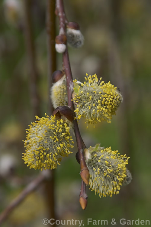 Catkins of the Weeping Pussy Willow (<i>Salix caprea 'Kilmarnock' [syn 'Pendula']) a cultivar of a European and northeast Asian deciduous shrub or small tree. Rather invasive, this species has naturalised along watercourses in many parts of the temperate world 'Kilmarnock' is a male cultivar. Order: Malpighiales, Family: Salicaceae