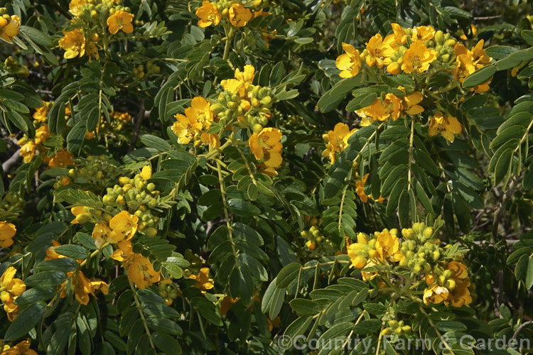 Senna multiglandulosa (syn. Cassia tomentosa</i>), a small, evergreen, winter-flowering tree found over much of the warm temperate Southern Hemisphere. senna-3304htm'>Senna.