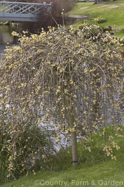 Weeping Pussy Willow (<i>Salix caprea 'Kilmarnock' [syn 'Pendula']) a cultivar of a European and north-east Asian deciduous shrub or small tree. Usually grafted on a short standard. Rather invasive, the parent species has naturalised along watercourses in many parts of the temperate world 'Kilmarnock' is a male cultivar. Order: Malpighiales, Family: Salicaceae
