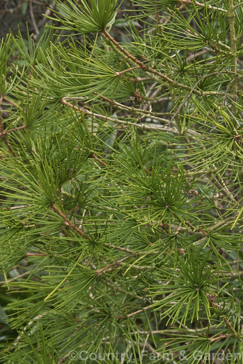 The foliage of the Japanese Umbrella. Pine (<i>Sciadopitys verticillata</i>), a stiffly erect 40m coniferous tree native to Japan. sciadopitys-3293htm'>Sciadopitys. <a href='sciadopityaceae-plant-family-photoshtml'>Sciadopityaceae</a>.