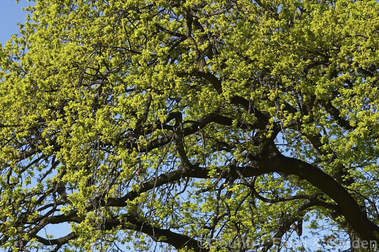 English or Common Oak (<i>Quercus robur</i>) with young spring foliage. This large, round-headed deciduous tree is found from Britain to western Russia. It lives to a great age and can reach 40m tall, though 20-35m is more common. Order: Fagales, Family: Fagaceae