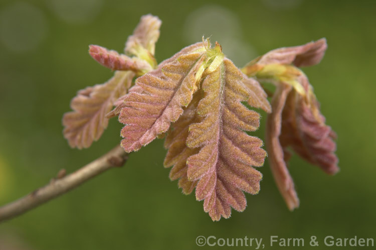 The expanding spring foliage of the Hungarian Oak (<i>Quercus frainetto</i>), a deciduous tree up to 30m tall. Native to southern Italy, Turkey and the Balkans, it is notable for its pink-tinted young growth and tomentose acorn cups