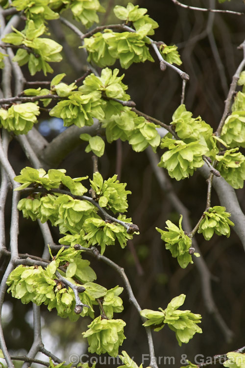 Samara (winged seed capsules</i>) of the Camperdown Elm (<i>Ulmus glabra 'Camperdownii'), a wide-spreading dome-shaped form of the Scotch or Wych Elm, a deciduous tree found from northern Europe to western Asia. Order: Rosales, Family: Ulmaceae