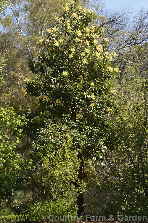 Madrone (<i>Arbutus menziesii</i>), a spring-flowering evergreen tree native to the western United States. It has rich red-brown bark, cream flowers followed by orange-red fruit and can grow to well over 20m tall Order: Ericales, Family: Ericaceae