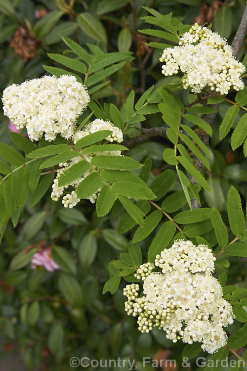 The flowers of the Rowan or Mountain Ash (<i>Sorbus aucuparia</i>), a small Eurasian deciduous tree. Clusters of orange-red berries follow the rather unpleasantly scented white spring flowers. sorbus-2143htm'>Sorbus.