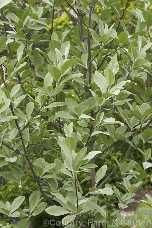 Spring foliage of the Whitebeam (<i>Sorbus aria</i>), a deciduous tree from the mountains of Europe. The downy spring leaves appear before the white flowers, which are followed by 10-12mm diameter, orange-red fruit. sorbus-2143htm'>Sorbus.