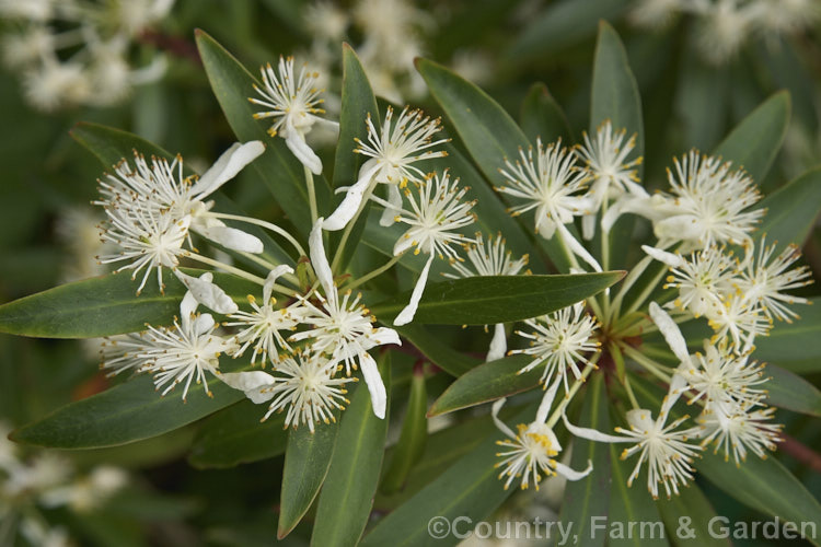 Dorrigo. Pepper (<i>Tasmannia stipitata</i>), an evergreen, spring-flowering small tree native to southeastern Australia. Its foliage has a peppery flavour and has culinary uses. tasmannia-3349htm'>Tasmannia. <a href='winteraceae-plant-family-photoshtml'>Winteraceae</a>.