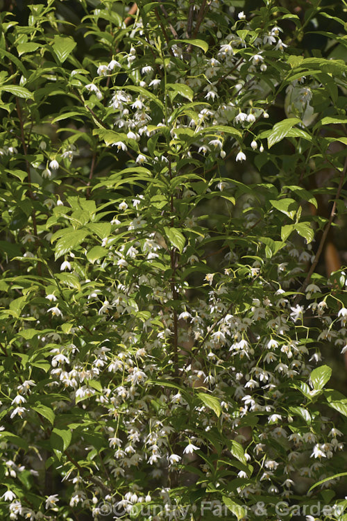Sinojackia rehderiana, a small deciduous tree of the Styrax family. Native to China, it bears open racemes of small white flowers in spring. The leaves have finely serrated edges. sinojackia-3312htm'>Sinojackia. <a href='styracaceae-plant-family-photoshtml'>Styracaceae</a>.