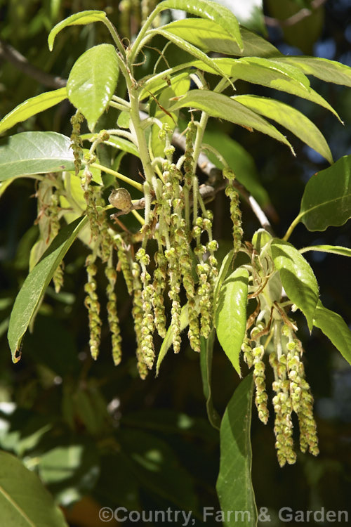 The spring growth and flowers of the Japanese Evergreen Oak (<i>Quercus acuta</i>), an evergreen tree up to 25m tall found in Japan, North Korea and China. In cultivation it usually grows as a large round-headed shrub or small tree