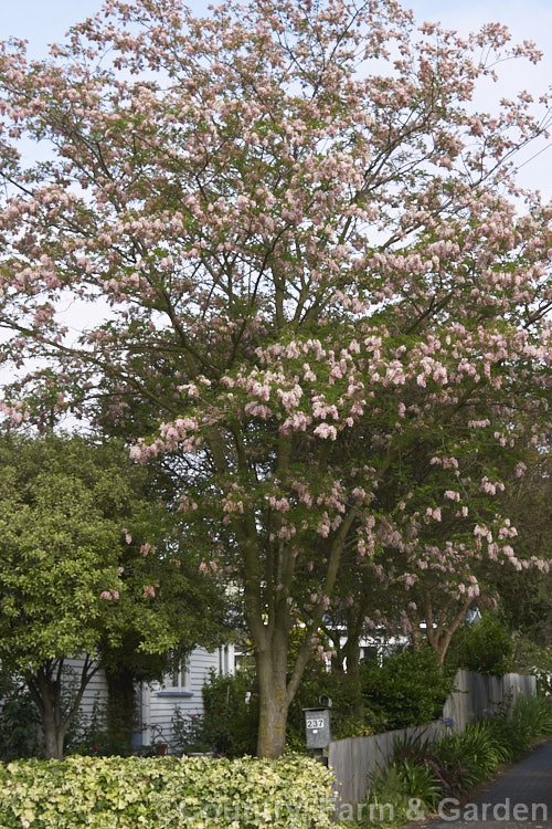 Clammy. Locust (<i>Robinia viscosa</i>), a deciduous tree native to the southeastern United States. It grows to around 13m tall and flowers in late spring. Similar to the more commonly cultivated. Robinia pseudoacacia but less solidly built and with leaves that have fewer leaflets. robinia-2218htm'>Robinia.