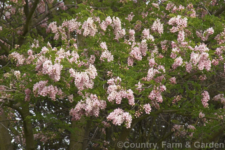 Clammy. Locust (<i>Robinia viscosa</i>), a deciduous tree native to the southeastern United States. It grows to around 13m tall and flowers in late spring. Similar to the more commonly cultivated. Robinia pseudoacacia but less solidly built and with leaves that have fewer leaflets. robinia-2218htm'>Robinia.