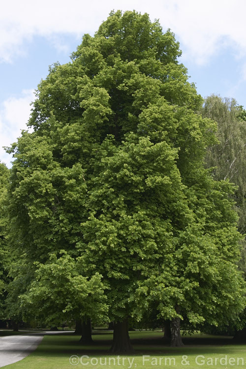 Common or European Linden or Lime (<i>Tilia x vulgaris [Tilia cordata x Tilia platyphyllos]), a hybrid, probably natural of two Eurasian species. This summer-flowering deciduous tree grows to around 40m tall Order: Malvales, Family: Malvaceae