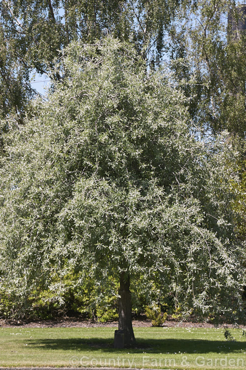 Weeping Silver Pear (<i>Pyrus salicifolia 'Pendula'), a small deciduous tree from south-eastern Europe through the Caucasus to western Asia. The cultivar 'Pendula' appears identical to the species. Order: Rosales, Family: Rosaceae