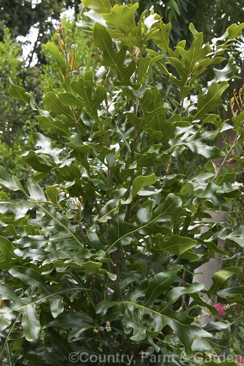 Foliage of the Firewheel. Tree (<i>Stenocarpus sinuatus</i>), an evergreen tree native to eastern Australia. It grows to as much as 30m tall and produces its showy red flowers from midsummer into autumn. stenocarpus-2527htm'>Stenocarpus.