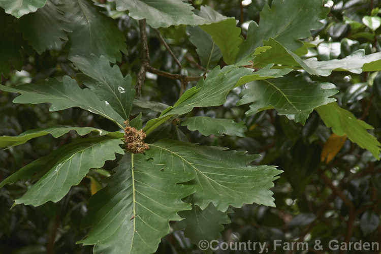 Foliage of the Daimio. Oak or Japanese Emperor Oak (<i>Quercus dentata [syn. Quercus daimio]), a deciduous tree to 25m tall, found in Japan and nearby parts of mainland Asia. Its leaves are usually around 25cm long but can grow to 50cm