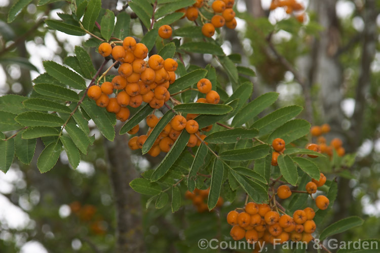 The fruit of the Rowan or Mountain Ash (<i>Sorbus aucuparia</i>), a small Eurasian deciduous tree. The clusters of orange-red berries follow heads of small, rather unpleasantly scented, white spring flowers. sorbus-2143htm'>Sorbus.