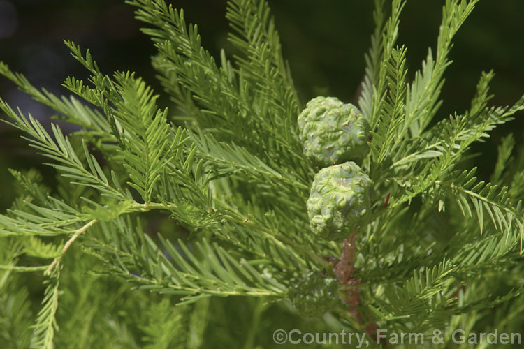 The maturing cones of the Swamp Cypress or Bald. Cypress (<i>Taxodium distichum</i>), one of the few deciduous conifers. Capable of growing in shallow water, this species is native to the southeast United States. taxodium-2129htm'>Taxodium. Order: Pinales, Family: Cupressaceae
