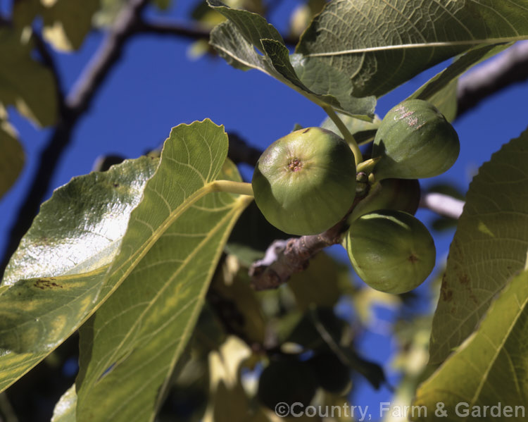 Common Fig or Edible Fig (<i>Ficus carica</i>) with ripening fruit. This large deciduous shrub or small tree is native to southern Europe and western Asia. It grows to 9m tall with leaves up to 30cm long. Order: Rosales, Family: Moraceae