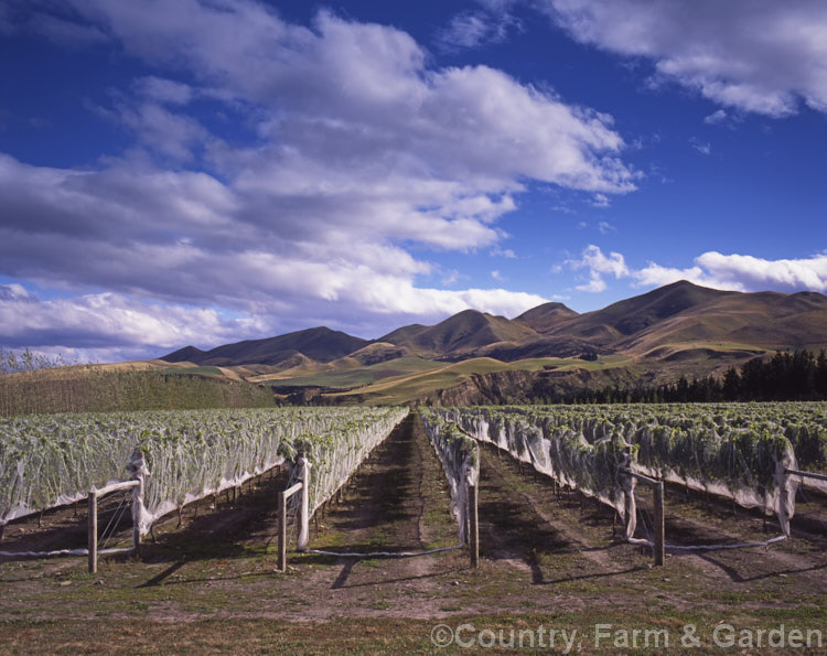 Vineyard in autumn covered with netting to prevent birds taking the ripe grapes.