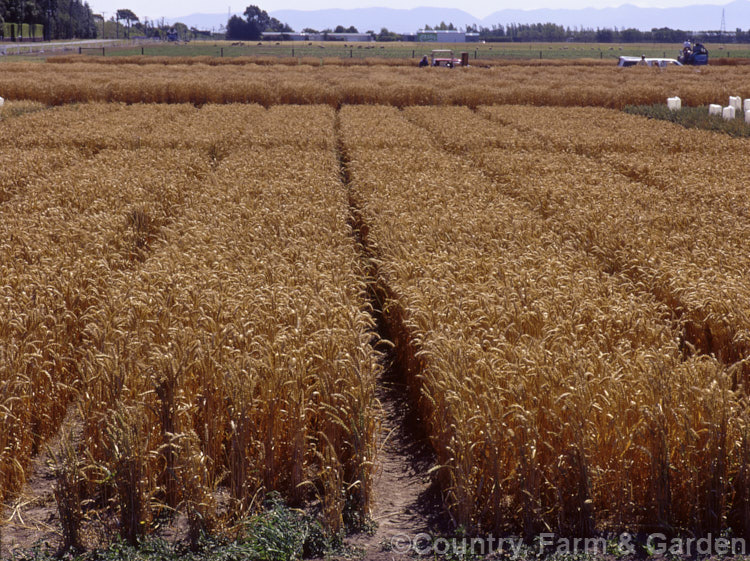 Trial crops of new. Wheat (<i>Triticum aestivum</i>) varieties. Wheat is among the most important crops and new wheat strains tend to crop heavily on short stems for easier harvesting and less wind damage. triticum-2291htm'>Triticum. .