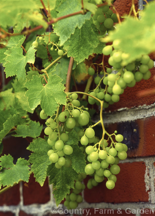 'Chasselas' grapes (<i>Vitis vinifera 'Chasselas'), a wine grape cultivar also used as a table grape. Very popular in France, it acheived worldwide success under the name. Chardonnay.