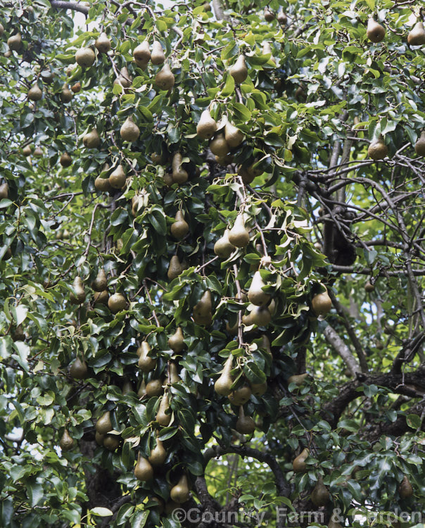 This pear (<i>Pyrus communis 'Durondeau'), is the oldest introduced tree in Christchurch, New Zealand It was planted in 1846 by the Deans brothers at their Riccarton home and was still fruiting heavily 155 years later when this photograph was taken. Order: Rosales, Family: Rosaceae
